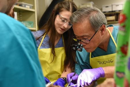 A medical student watches as Taihung "Peter" Duong teaches in the anatomy lab at IU School of Medicine—Terre Haute. | Photo by Tim Yates, IU School of Medicine Dr. Duong wields anatomy tools as a female medical student watches the procedure.