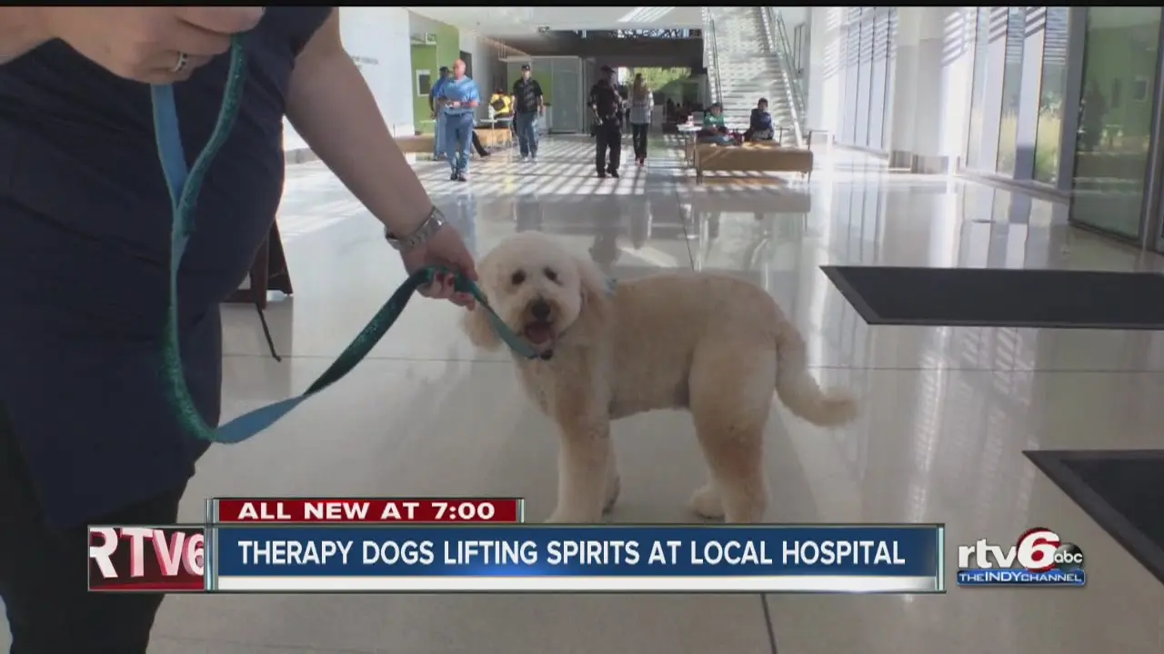 Therapy Dogs at Eskenazi Health
