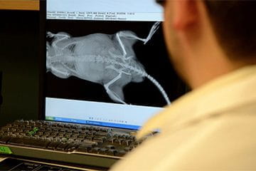 Bone Healing Bone Healing