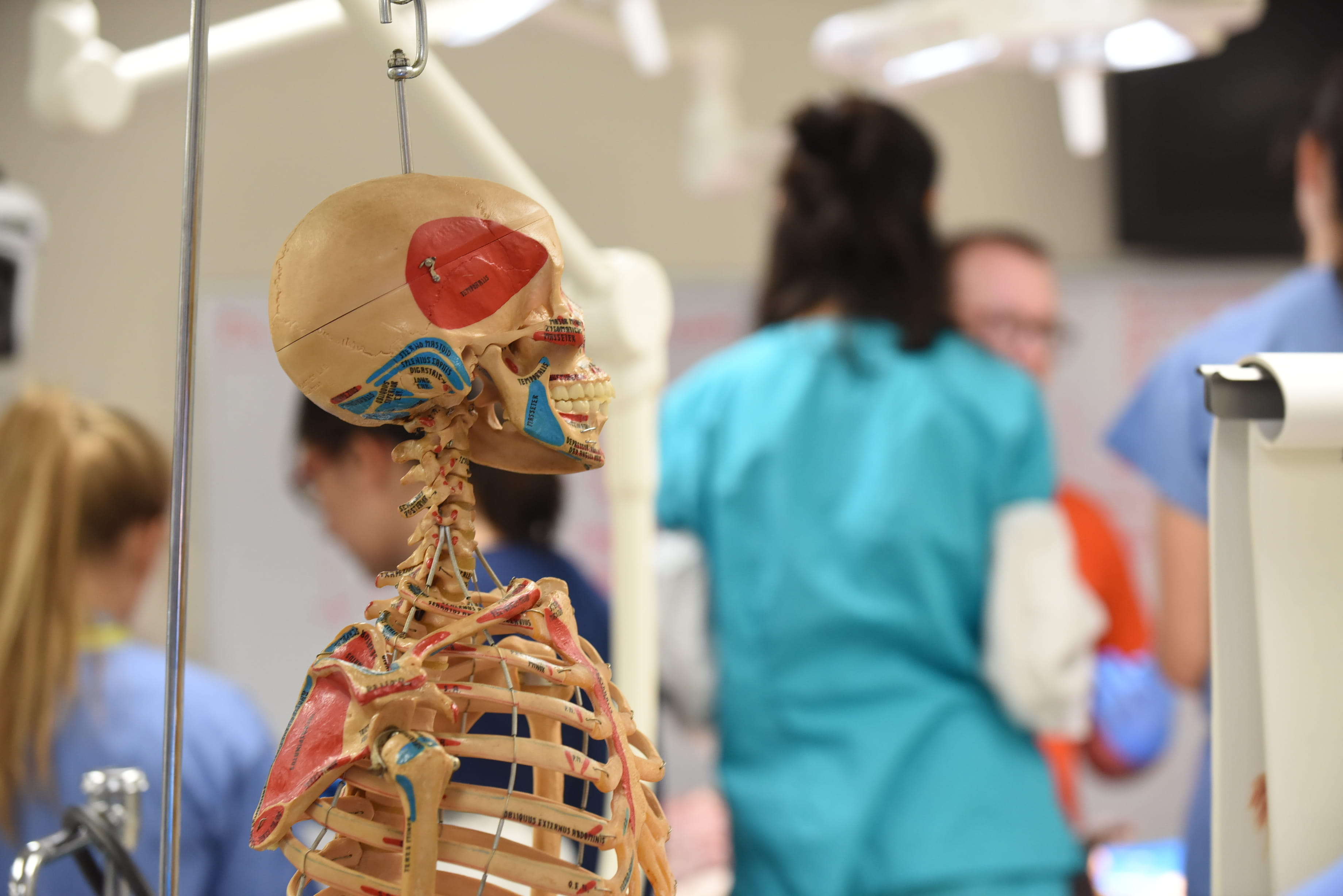 A hanging human skeletal model in the foreground, 5 students talk in the background.