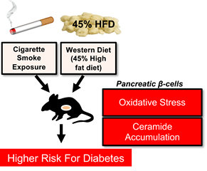 An illustrative summary of the study led by Kono.