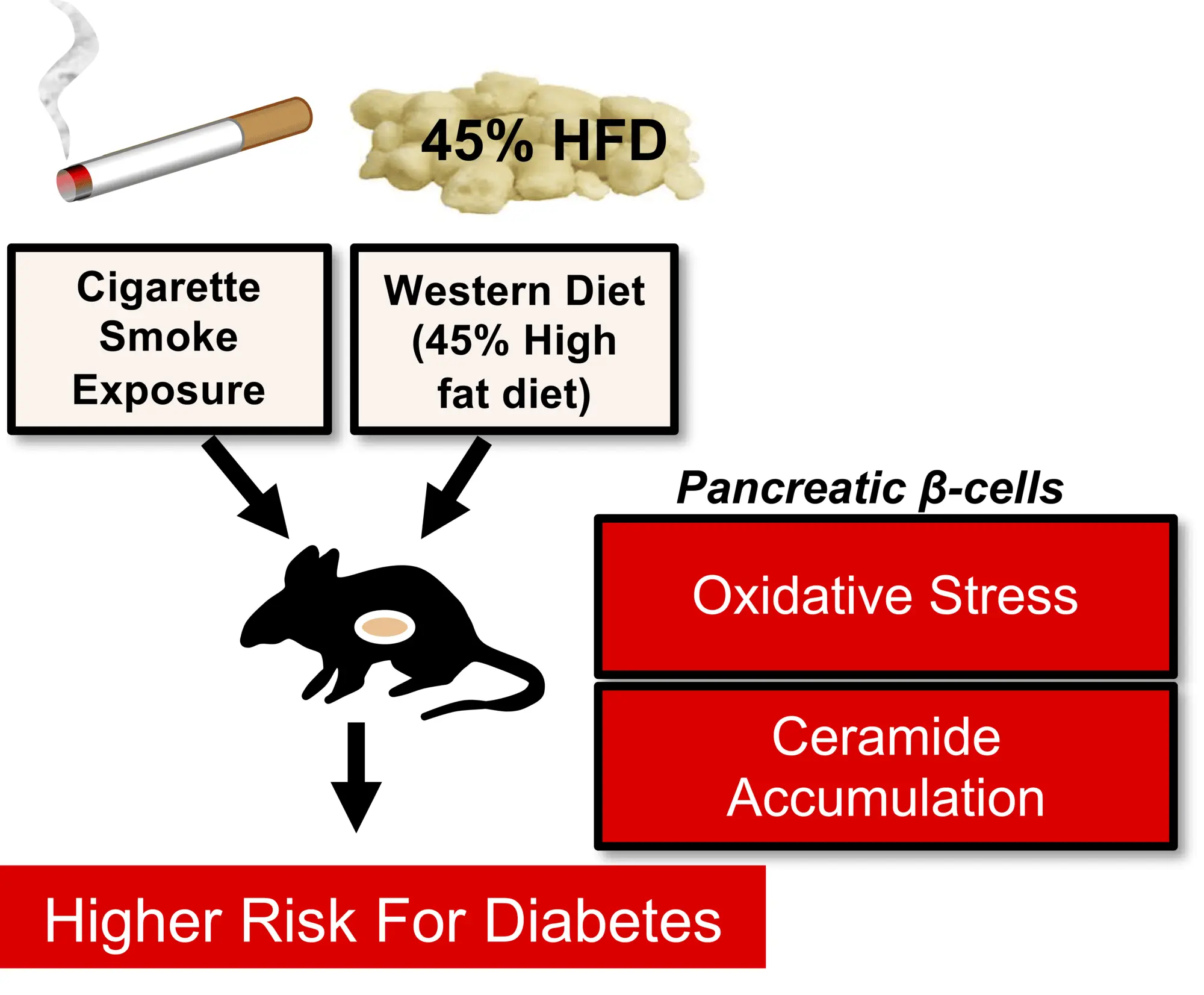 An illustrative summary of the study led by Kono.