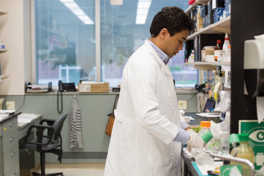 a researcher at work in the lab