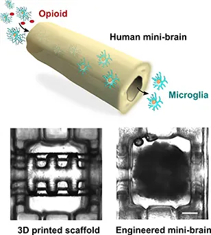mini-brain device