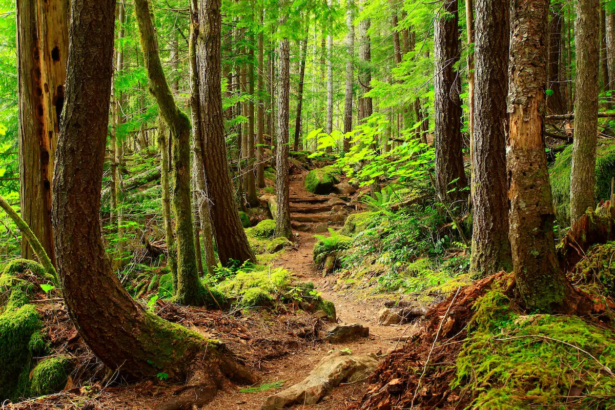 Forest path with sunlight coming through treetops