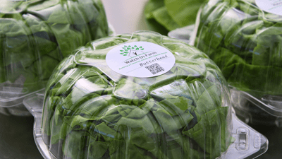 A head of lettuce in a plastic container with a "Watch Us Farm" sticker on top.