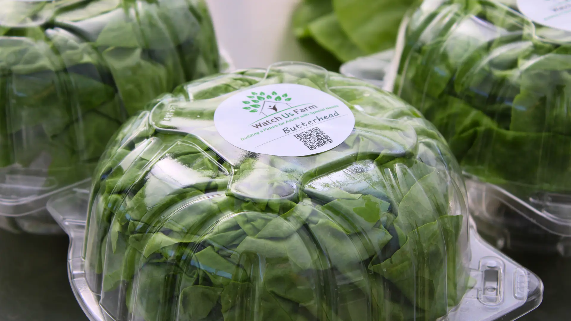 A head of lettuce in a plastic container with a "Watch Us Farm" sticker on top.