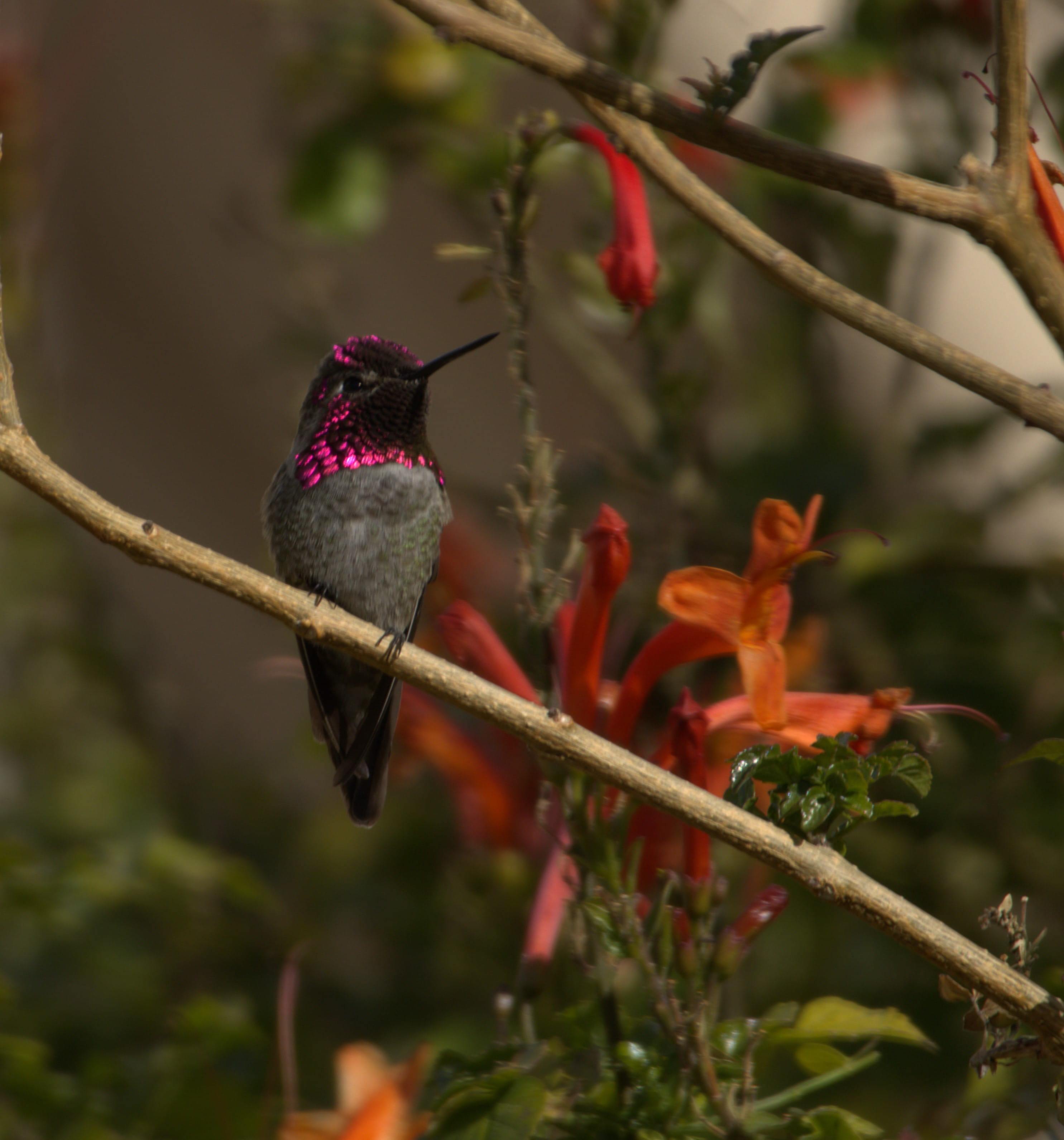 Colorful Anna's hummingbird perched on a tree branch
