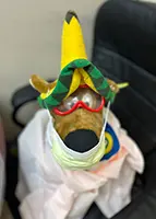 Photo of Lab Mascot