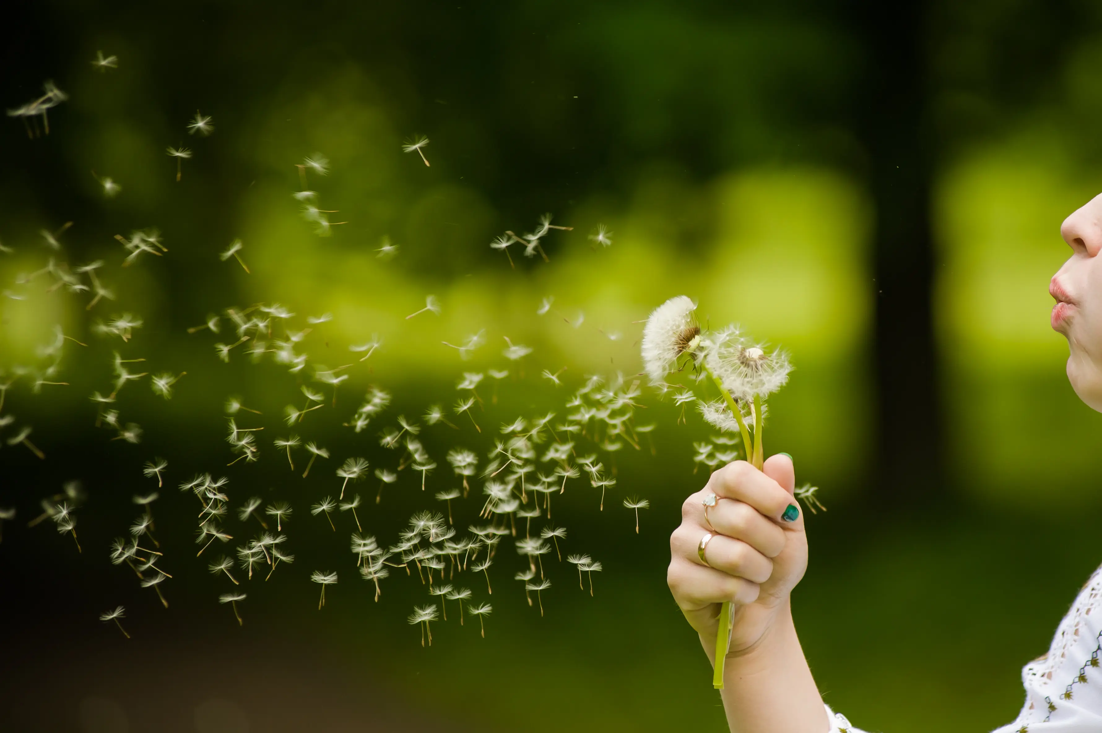 person blowing dandelion outside