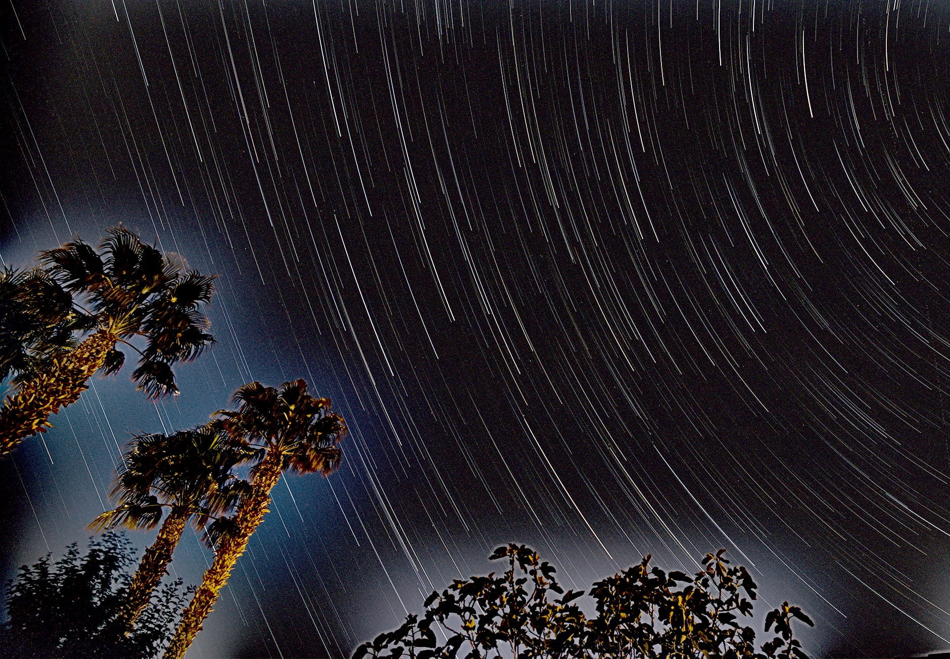 Night sky with circular star trails and palm trees in foreground
