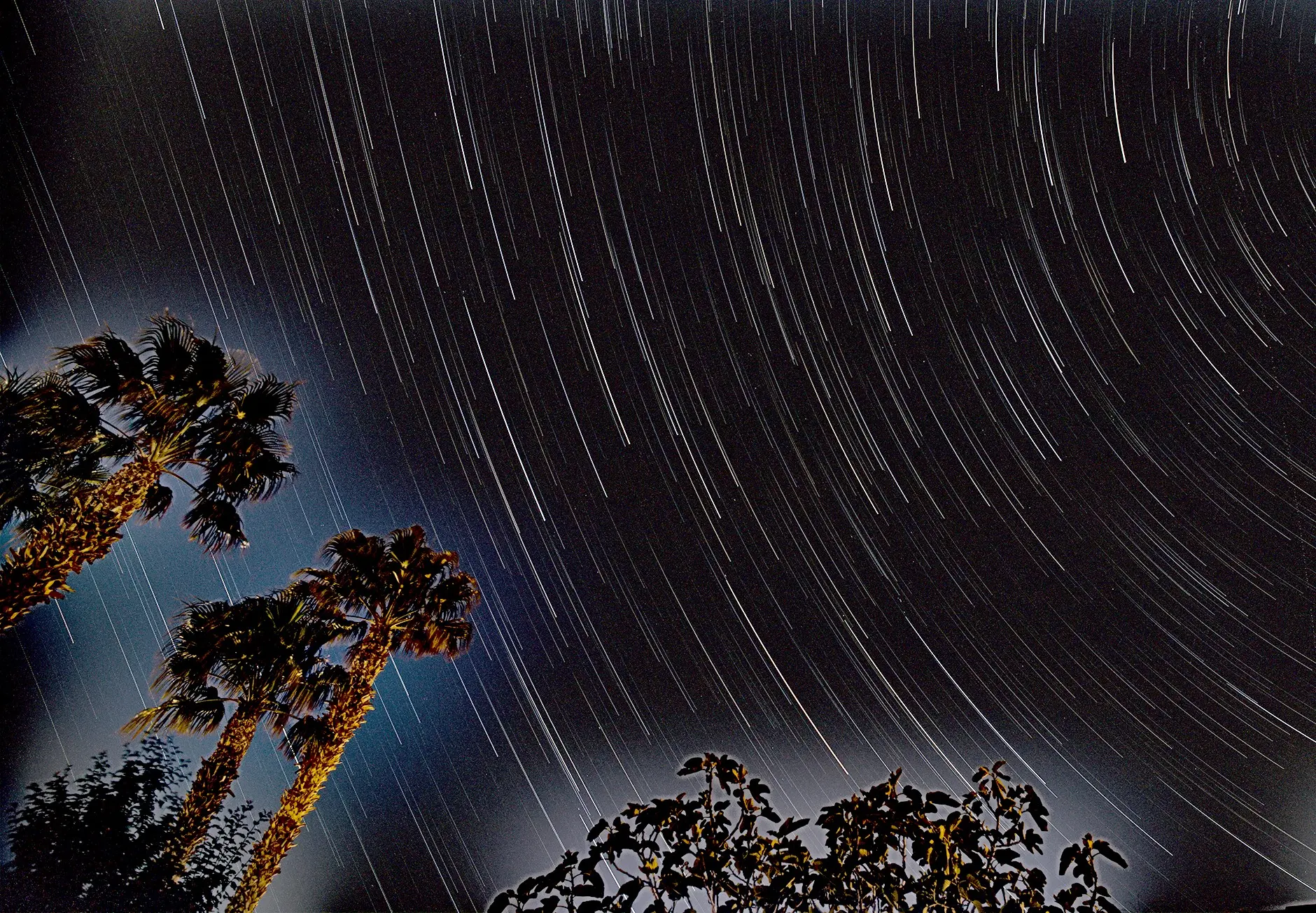 Night sky with circular star trails and palm trees in foreground