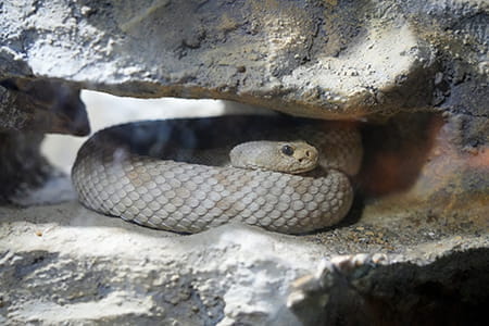 A light-brown snake lies coiled between two rocks. 