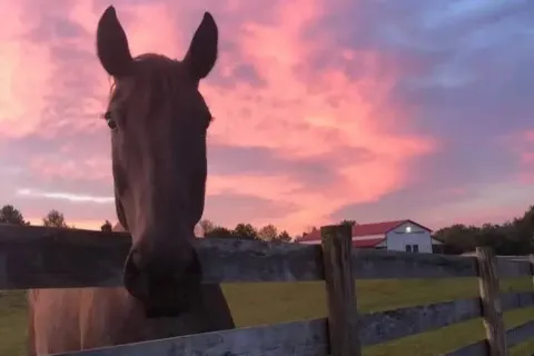 Wooden looks forward to spending his retirement on his land with his animals. | Photo courtesy William Wooden