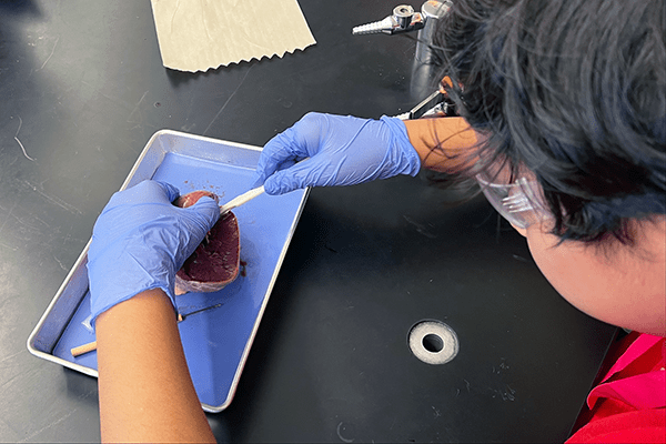 An eighth-grade student at Cedar Hall Community School dissects a pig heart.