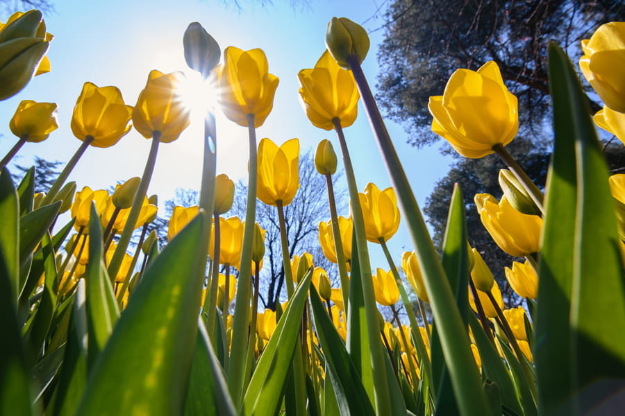yellow tulips with a bright sun and blue sky behind them