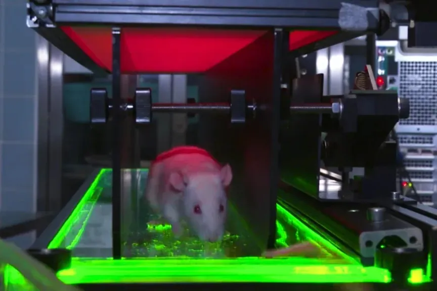 Rat inside a black device with clear floor and neon green lights surrounding it