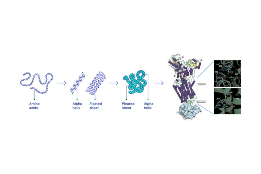 Amino acids, created based on DNA instructions, are linked together in a long chain. Then, they fold in a specific manner to form a 3D protein structure.