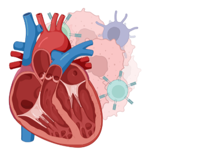 illustration of lungs
