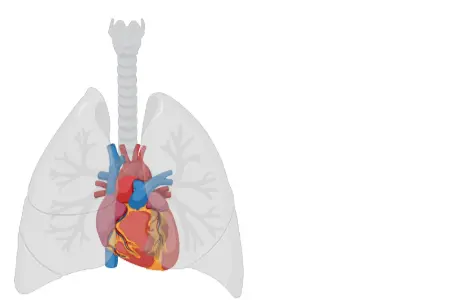 Animated cardiopulmonary icon that illustrates lungs and heart. 