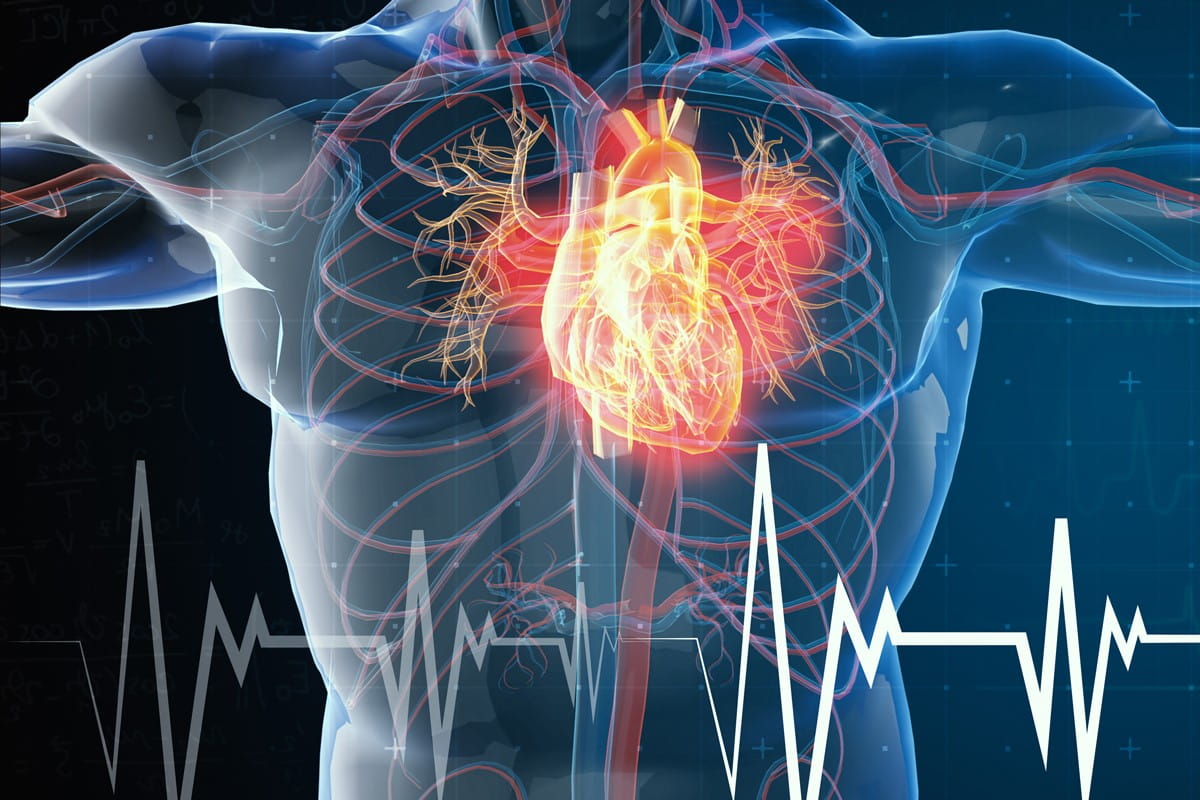 illustration of the cardiovascular system in a human