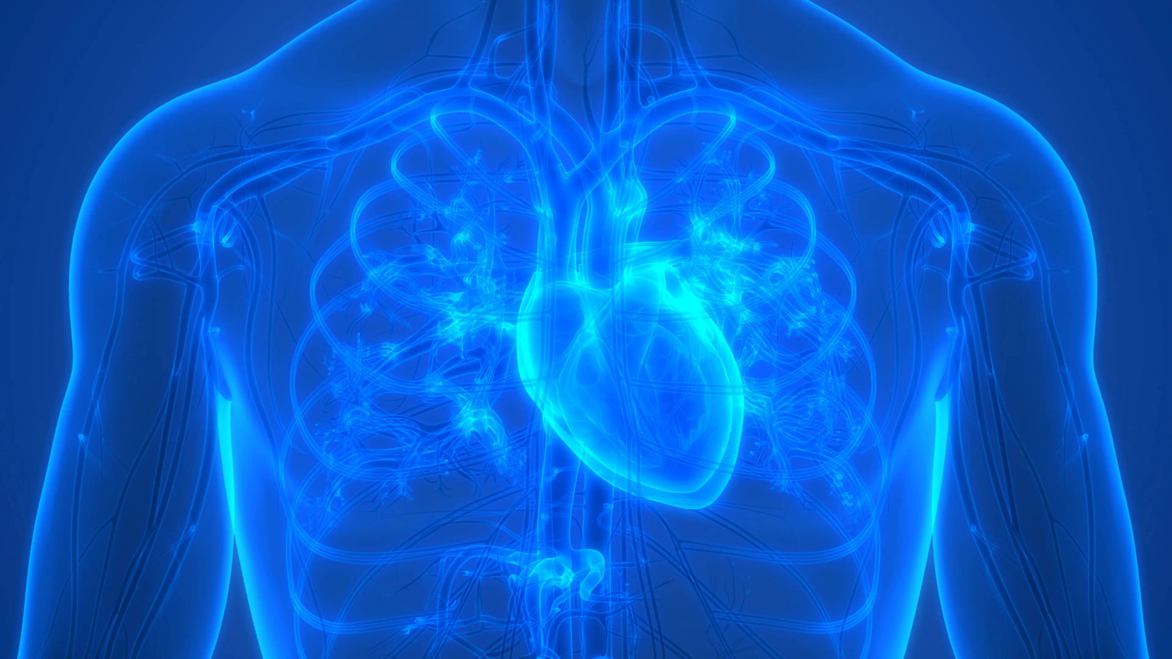 Human circulatory system showing heart anatomy 