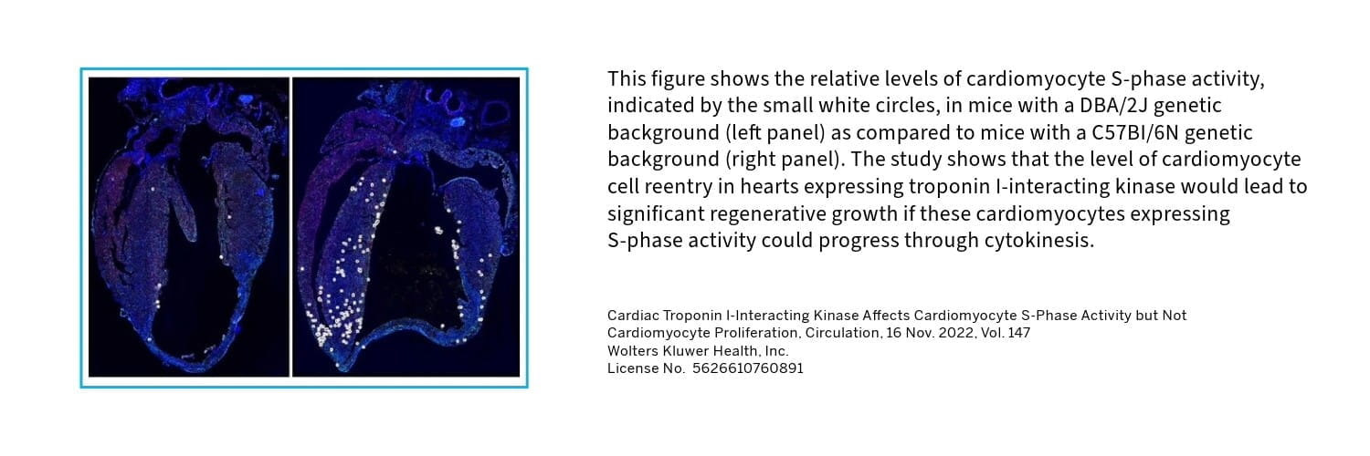 This figure illustrates relative levels of cardiomyocyte S-phase activity indicated by small white circles and shows a comparison between mice with a DBA/2J genetic background (left panel) as compared to mice with a C57BI/6N genetic background (right panel)