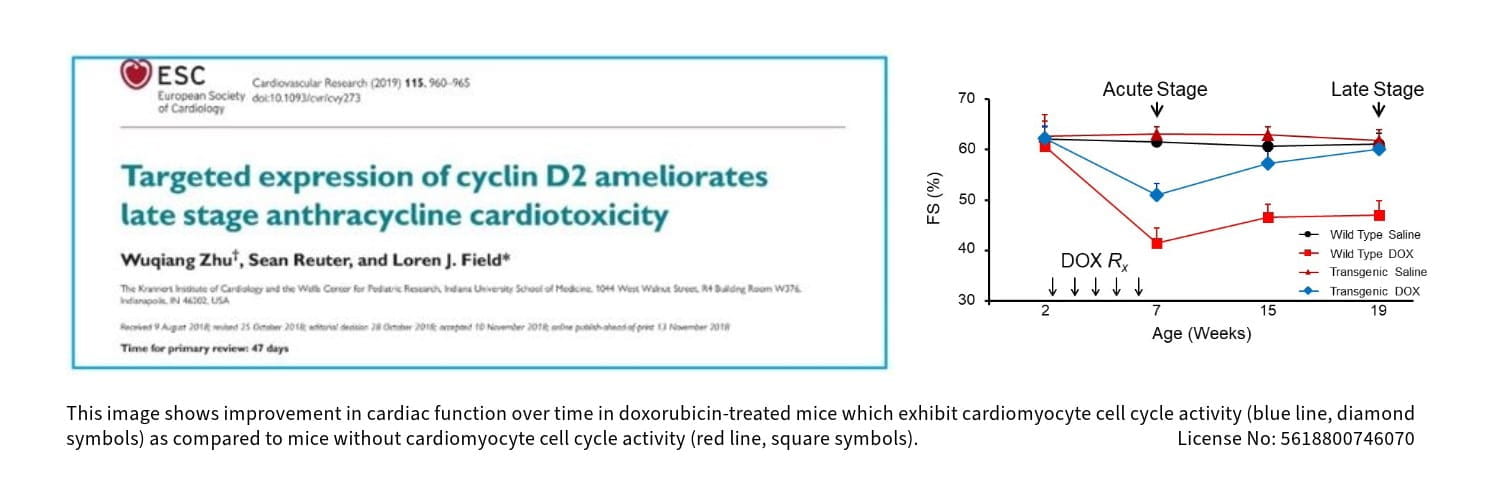 This figure shows improvement in cardiac function over time in doxorubicin-treated mice which exhibit cardiomyocyte cell cycle activity (blue line, diamond symbols), as compared to mice without cardiomyocyte cell cycle activity (red line, square symbols). The figure also shows points from acute stage to late stage.