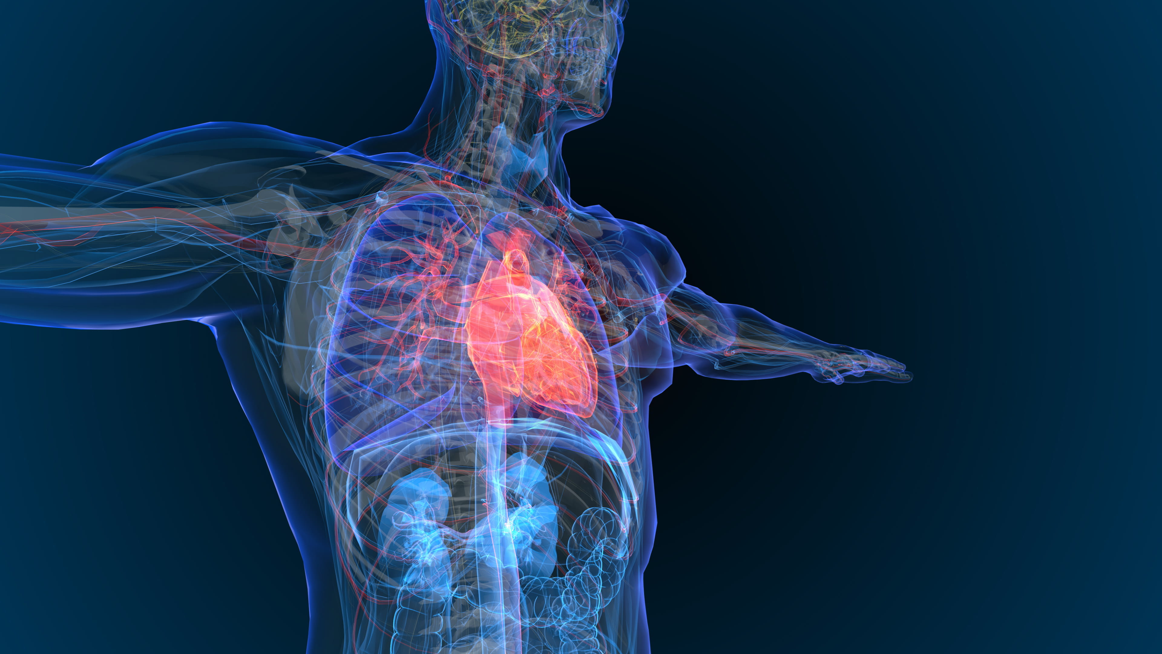 3D rendering of heart disease in a skeletal frame