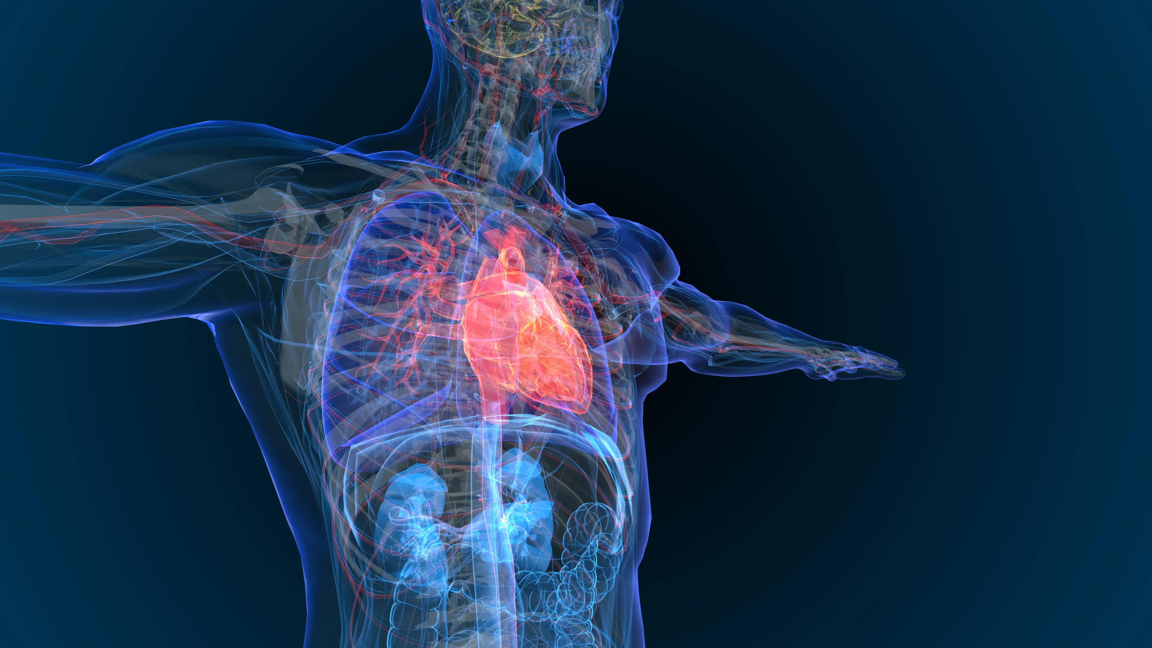 3D rendering of heart disease in a skeletal frame 