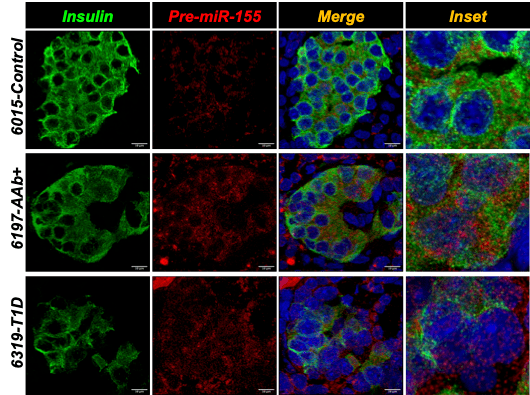 table of 12 microscope images