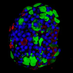 image from Evans-Molina lab