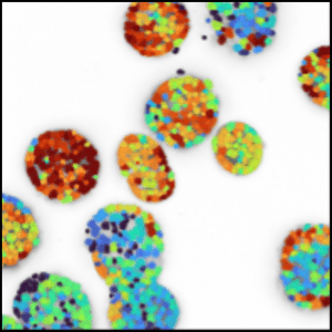 microscope image from calcium study