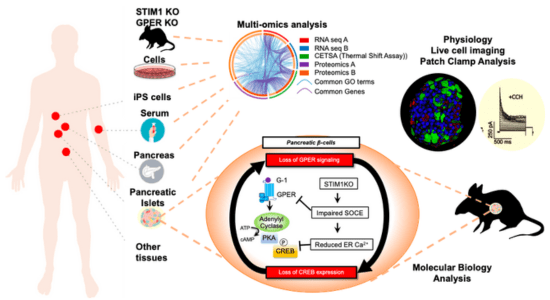 Scientific graphic from Evans-Molina Lab's STIM1 project