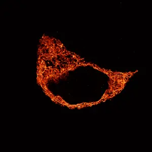 Representative super-resolution image of the rat insulinoma-derived pancreatic β cell line with the endoplasmic reticulum labeled using a Sec61β-GFP plasmid and GFP-Booster Alexa Fluor 647 nanobody (shown in orange). Scale bar = 5 micrometers.