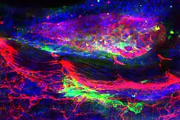 fluorescent microscope image