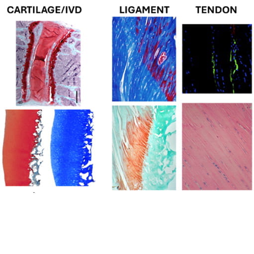 histology of cartilage, ligament and tendon