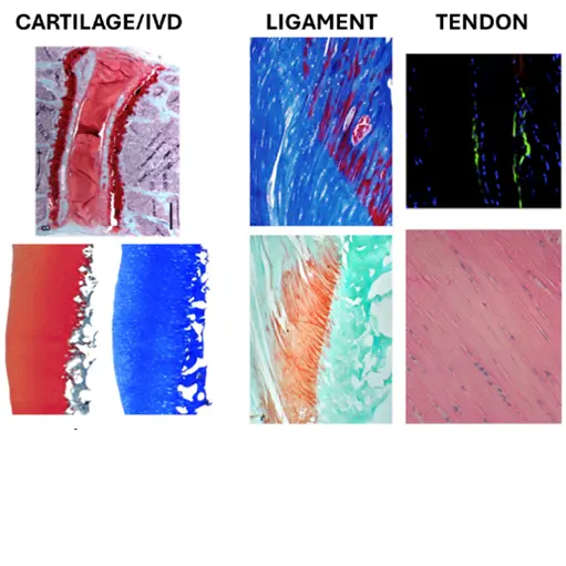 histology of cartilage, ligament and tendon