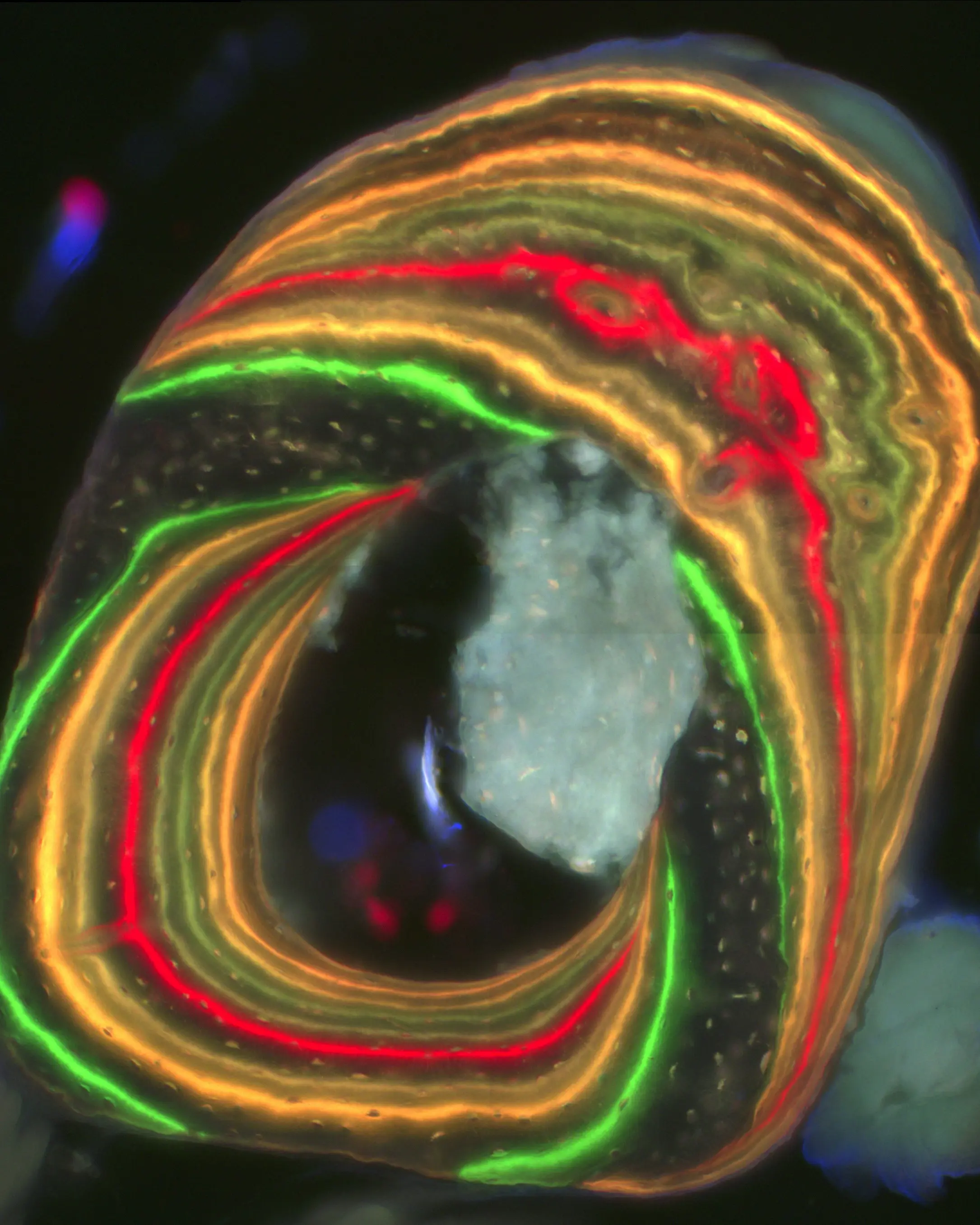 red and yellow histology sample