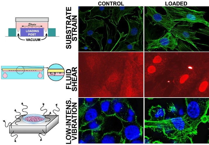 different musculoskeletal cell mechanotransduction models