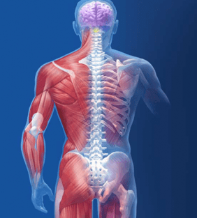 medical illustration of the human spine and integrated muscles