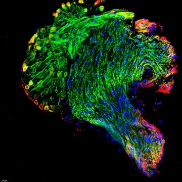 regenerating cells