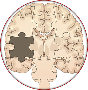 Illustration of the brain