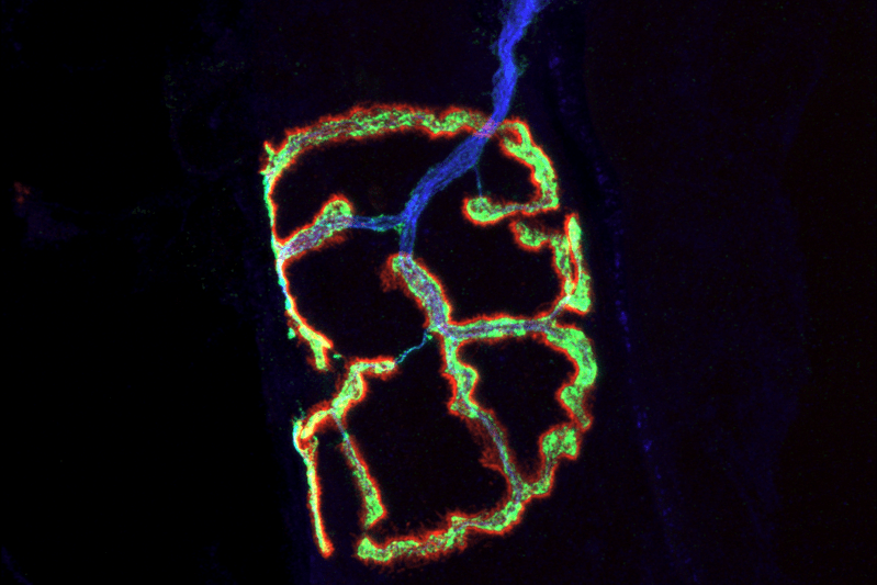 an image of neurons from a microscope