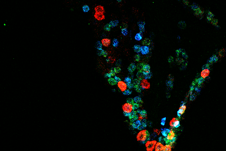 an image of cells from a microscope