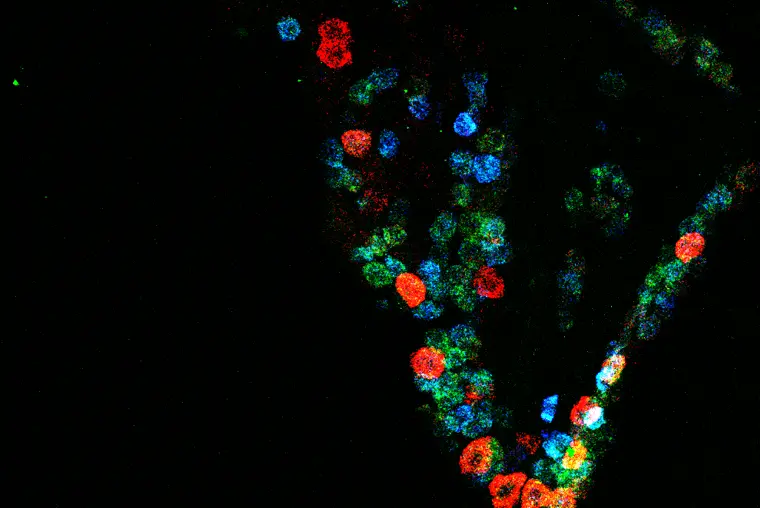 an image of cells from a microscope