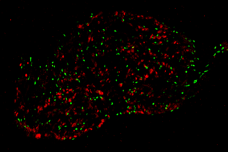 an image of cells from a microscope