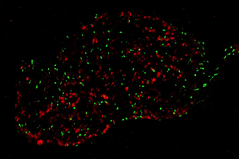 an image of cells from a microscope