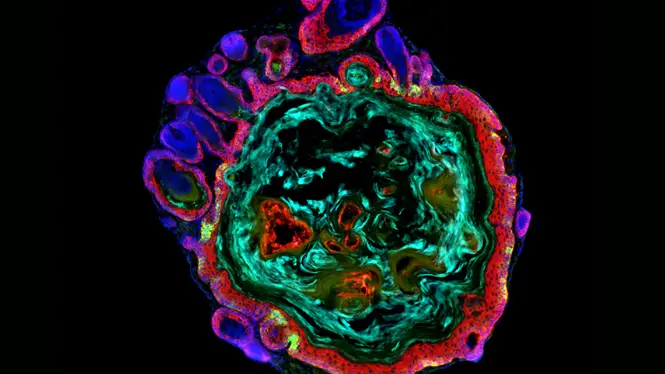 an image from the 3D Stem Cell Biology Research Group 