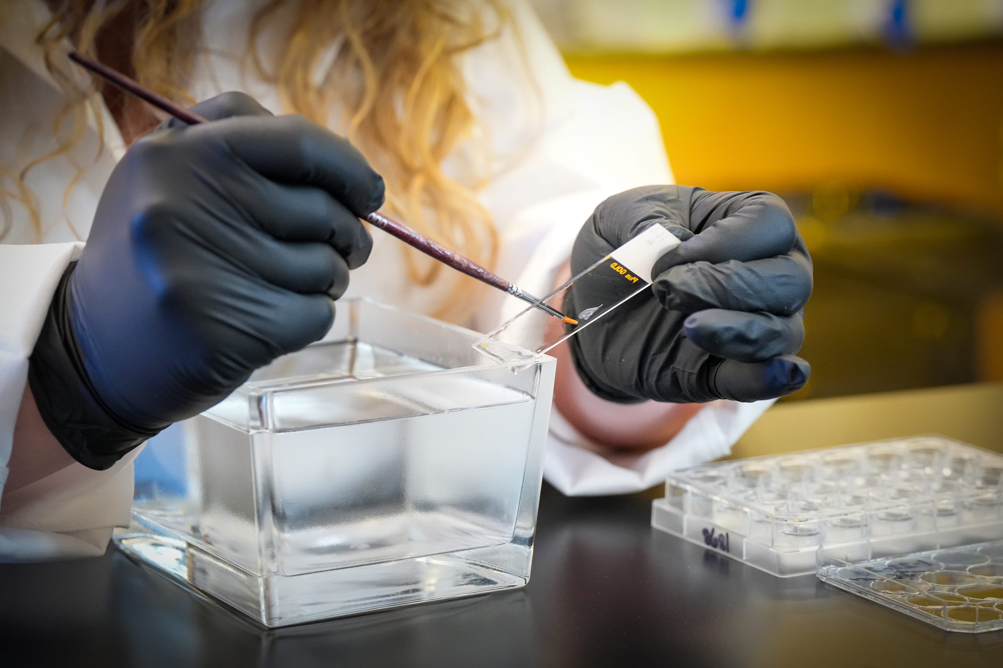 a researcher uses a brush in a laboratory